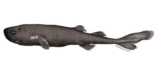Illustration for article titled This Tiny Shark Has Only Been Seen Once Before
